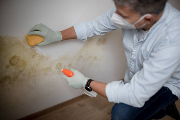 Mold Testing and Removal in Lavallette, NJ