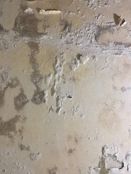 Best Professional Mold Removal  in Lavallette, NJ