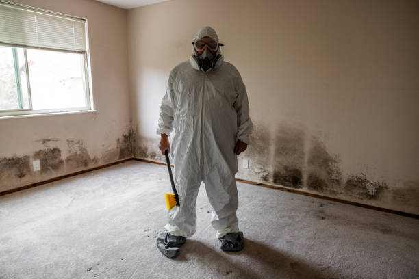 Best Mold Damage Repair  in Lavallette, NJ