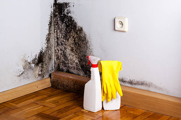 Best Professional Mold Removal  in Lavallette, NJ